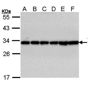 14-3-3 beta antibody