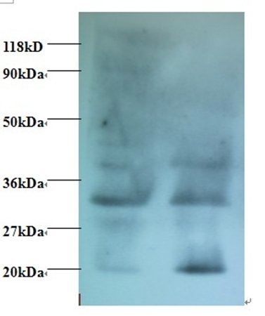 40S ribosomal protein S14 antibody (FITC)