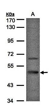 7-Sep antibody