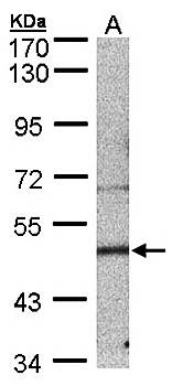 7-Sep antibody