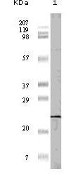 4E-BP1 Antibody
