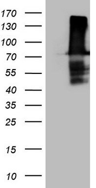 53BP1 (TP53BP1) antibody
