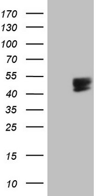 53BP1 (TP53BP1) antibody