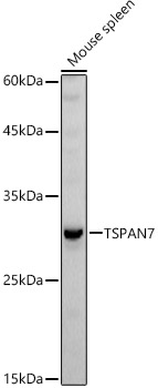 TSPAN7 antibody