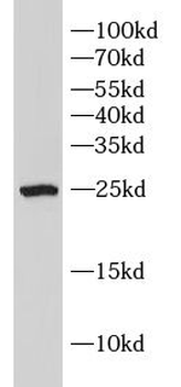 HSD17B10 Antibody