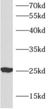 APOM antibody