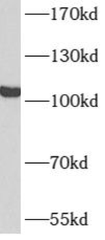 ATN1 antibody