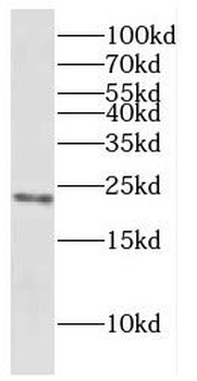 COX7C antibody