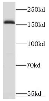 CUX2 antibody