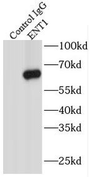 ENT1 antibody