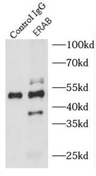 ERAB antibody