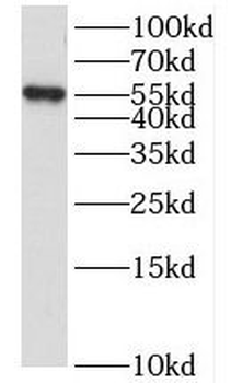 LENG9 antibody