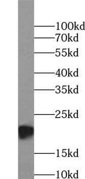 LMP2 antibody