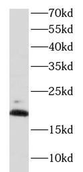 MPC2 antibody