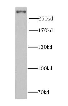 PCM1 antibody