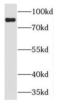 PLCD3 antibody