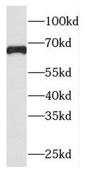 PLEKHA9 antibody