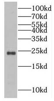 RAB43 antibody