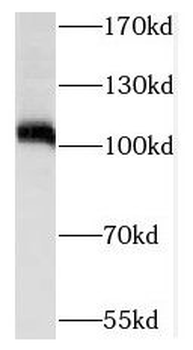 SIX5 antibody