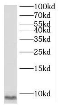 SNRPG antibody