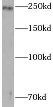 ZO-1 antibody