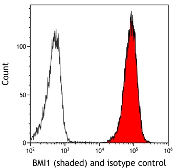 BMI1 Antibody