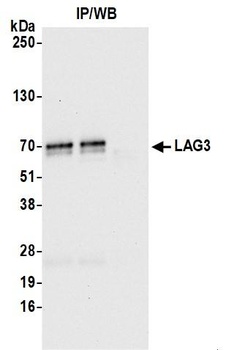 LAG3 Antibody