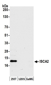 ISCA2 Antibody
