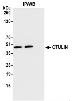 OTULIN Antibody