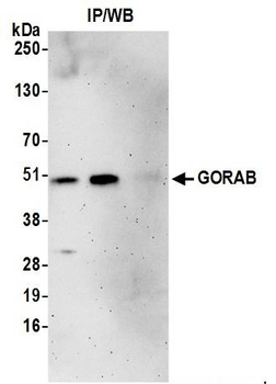 GORAB Antibody