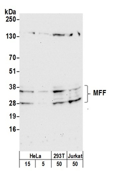 MFF Antibody