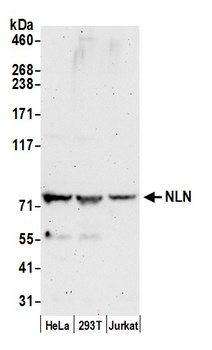 NLN Antibody