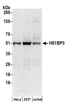 HS1BP3 Antibody