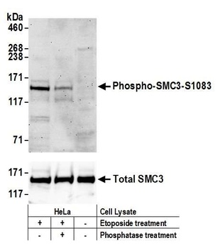 SMC3, Phospho (S1083) Antibody