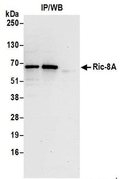 Ric-8A Antibody