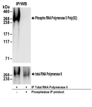 RNA Polymerase II, Phospho (S2) Antibody