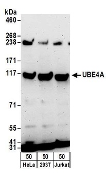 UBE4A Antibody