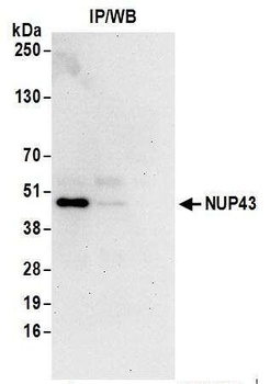 NUP43 Antibody