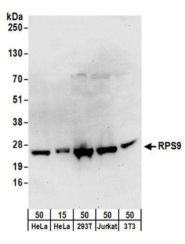 RPS9 Antibody