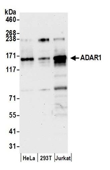 ADAR1 Antibody