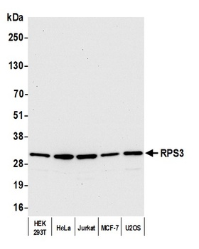 RPS3 Antibody