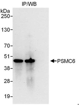 PSMC6 Antibody