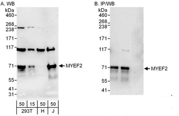 MYEF2 Antibody