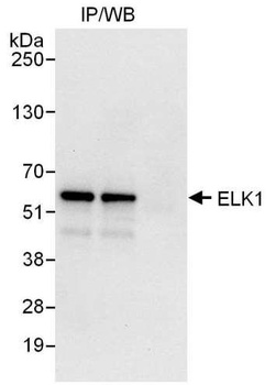 ELK1 Antibody