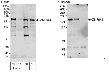 ZNF644 Antibody