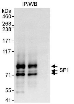 SF1 Antibody