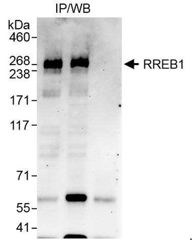 RREB1 Antibody