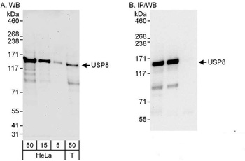 USP8 Antibody