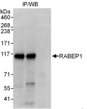 RABEP1 Antibody