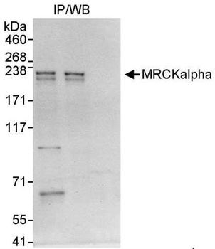 MRCKalpha Antibody